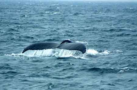 baleine cape cod