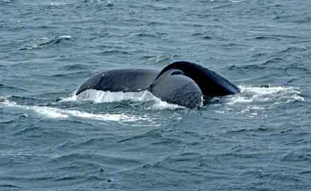 baleine cape cod