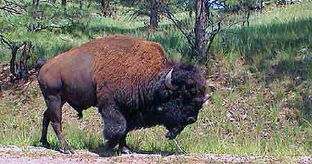 Bison custer state park