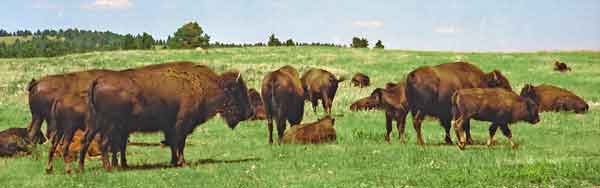 Bison custer state park