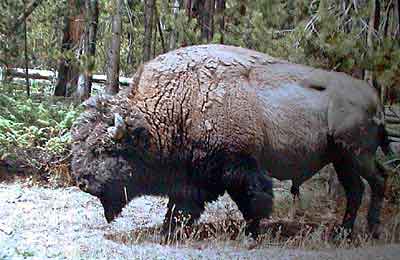 yellowstone park Wyoming