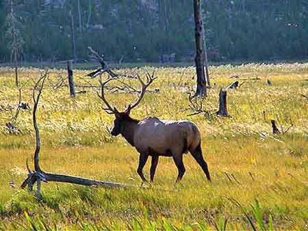 yellowstone park Wyoming