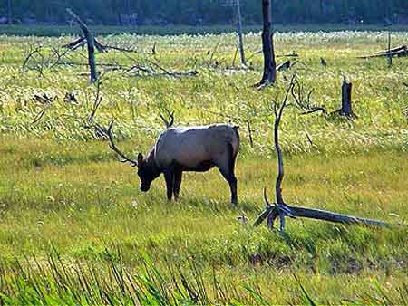 yellowstone park Wyoming