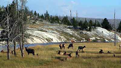 yellowstone park Wyoming