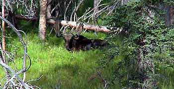 yellowstone park Wyoming