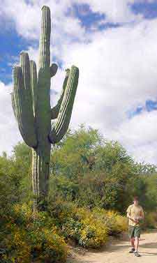 cactus Saguaro Arizona