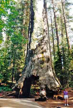 Yosemete national park  Californie