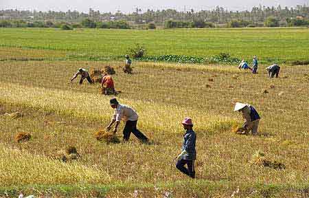 Récolte du riz Vietnam