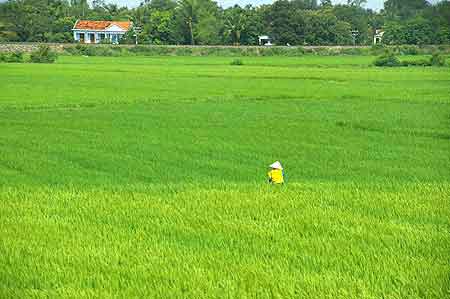 rizières sans fin Vietnam