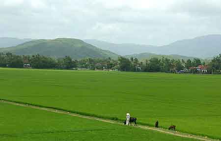 rizières sans fin Vietnam