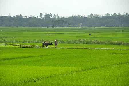 scène champêtre dans les rizières Qui Nhon  Vietnam