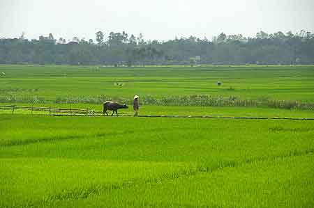 scne champtre dans les rizires Qui Nhon  Vietnam