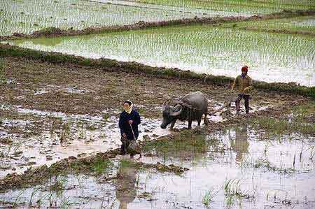 Travail traditionnel dans les rizières  Vietnam