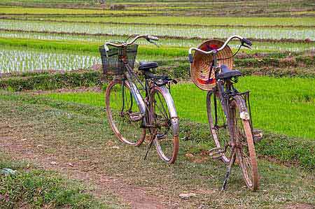 Travail traditionnel dans les rizières  Vietnam