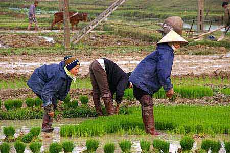 Repiquage du riz  Vietnam