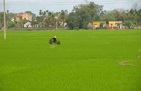 Repiquage du riz Vietnam