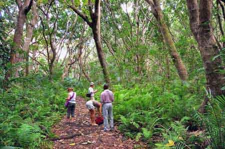 forêt de Jozani Zanzibar Tanzanie