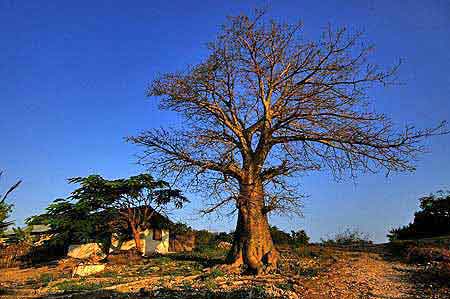 Janbiani  baobab  Zanzibar Tanzanie