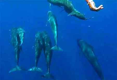  Zanzibar Kizimkazi : nage avec les dauphins Tanzanie